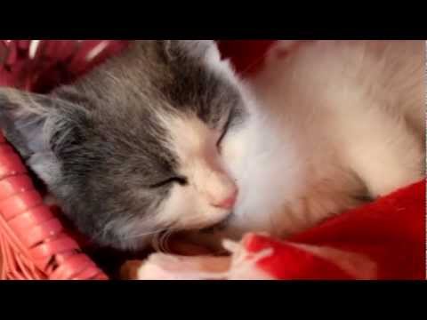 Modeehoe x Johny Space - BLUNT (prod. Clams Casino)