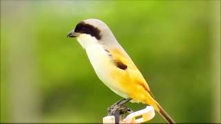 Download lagu Lagu-lagu Mimikri Liar Burung Cekakak Ekor Panjang! mp3