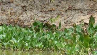 preview picture of video 'Jaguar killing large caiman 3/7 - Jaguar Research Center'