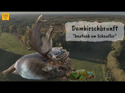 Damwildbrunft hautnah - 2 kapitale Damhirsche gestreckt!