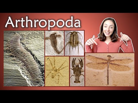 Arthropoda (Pt 1): Chelicerata, Crustacea, Insecta, Myriapoda- Invertebrate Paleontology | GEO GIRL