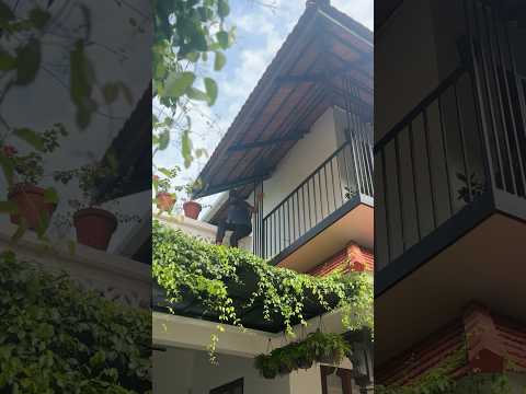 Catsclaw creeper #gardendesign #houseplant #indoorplants #home #plantstyle