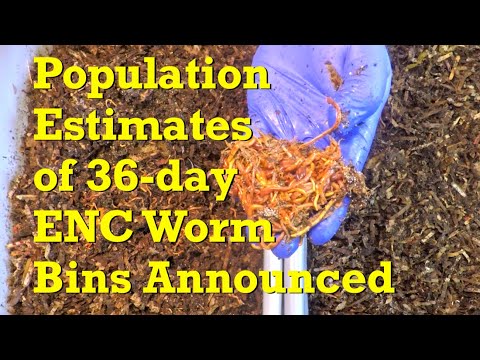 Bread, plum & pumpkin for 36-day ENC worms bins & worm count estimates - vermicompost