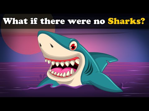 What if there were no Sharks? | #aumsum #kids #science #education #children