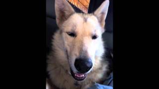 Rationals: It's A Poor Dog (Who Can't Wag Its Own Tail)