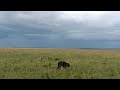 Buffalo calf left behind by herd and has to deal with hyenas