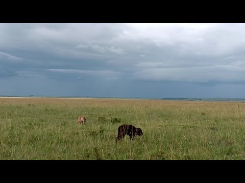 Hyena finds a buffalo calf all alone