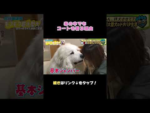 愛する我が子のためなら寒さもへっちゃら！？#犬 #グレートピレニーズ #大型犬