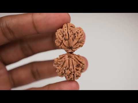 Rudraksha Product Image