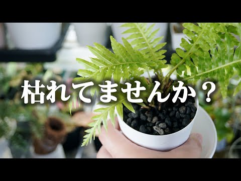 ジュエルシダ、レインボーシダ 植物