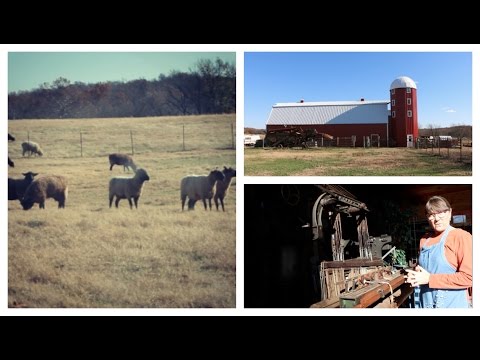 Visiting a Sheep Farm!