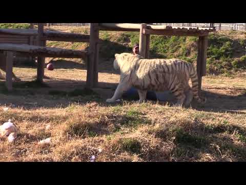Joe Exotic the Tiger King Gets Dragged Through Tiger Arena