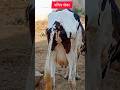 Cow Potty Dung Cow Cowlover Animals Krishnatrance Shortsfeed Shorts Suramya Mitra