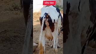 Download lagu Cow Potty/Dung/#cow #cowlover #animals #krishnatrance #shortsfeed #shorts /Suramya Mitra mp3
