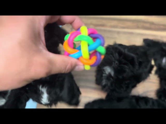 Shih tzu puppies 4 left in Dogs & Puppies for Rehoming in Vernon