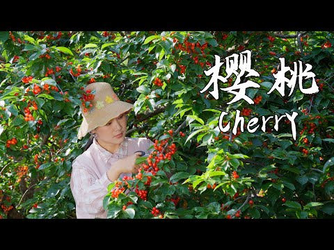 Chinese Little Cherry — A Seasonal Wild Mountain Delicacy in Summer【滇西小哥】