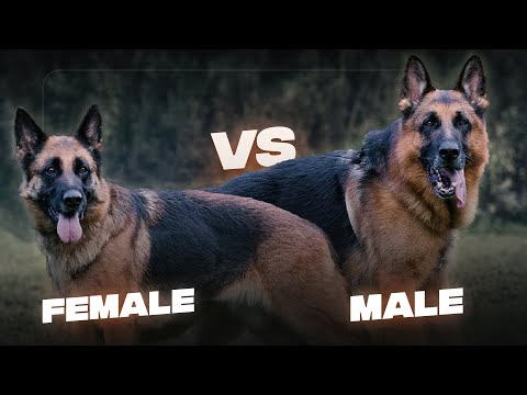 Male Vs Female German Shepherd: Which One Should You Get?