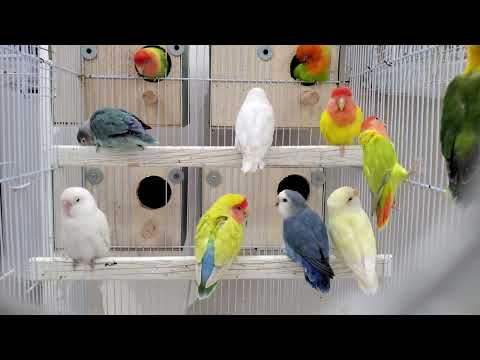 Lovebird Sounds to Keep Your Lovebirds Happy & Cheerful!