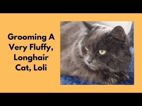 Grooming A Very Fluffy, Longhaired Cat | Belly Clip