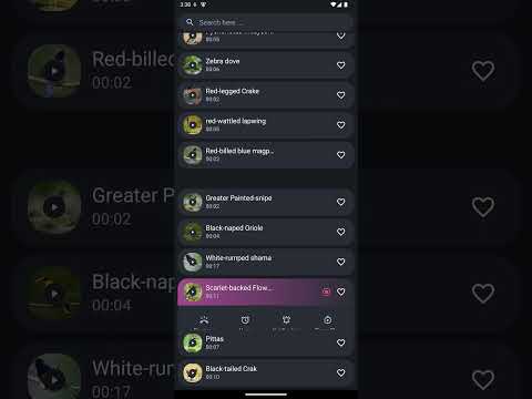 Thai Bird Sounds Video