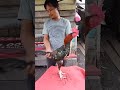 Ciri Ayam Pukul Badan