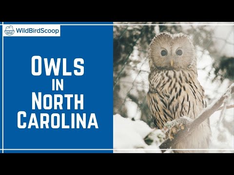 Types Of Owls In Nc