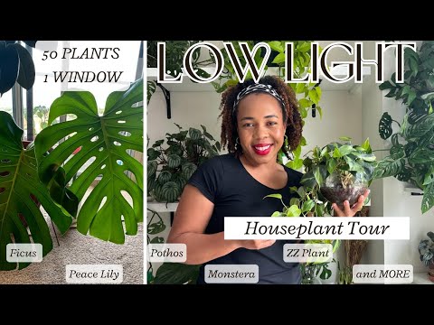 LOW LIGHT House Plant Tour 2023| Budget Friendly, Grow lights, Growing Plants in WATER, LECCA & more