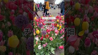 人生で一度はみたい🌷オランダ、チューリップ畑　#旅行 #海外旅行 #オランダ #花畑