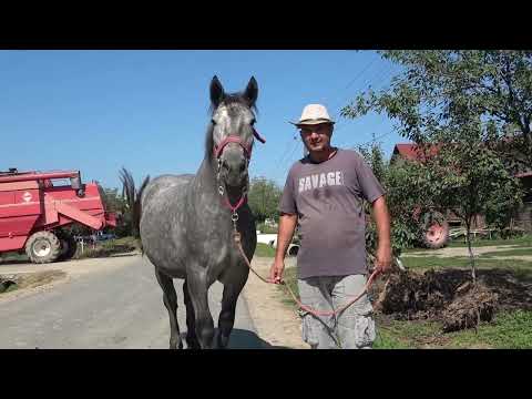 Caii lui Ovidiu de la Bucovat, Timis - 2022 Nou!!!