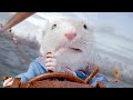 Stuart S Boat Race Adventure Stuart Little Jonathan Lipnicki Michael J Fox