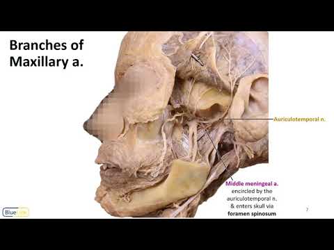 Mastication LO - Maxillary a.