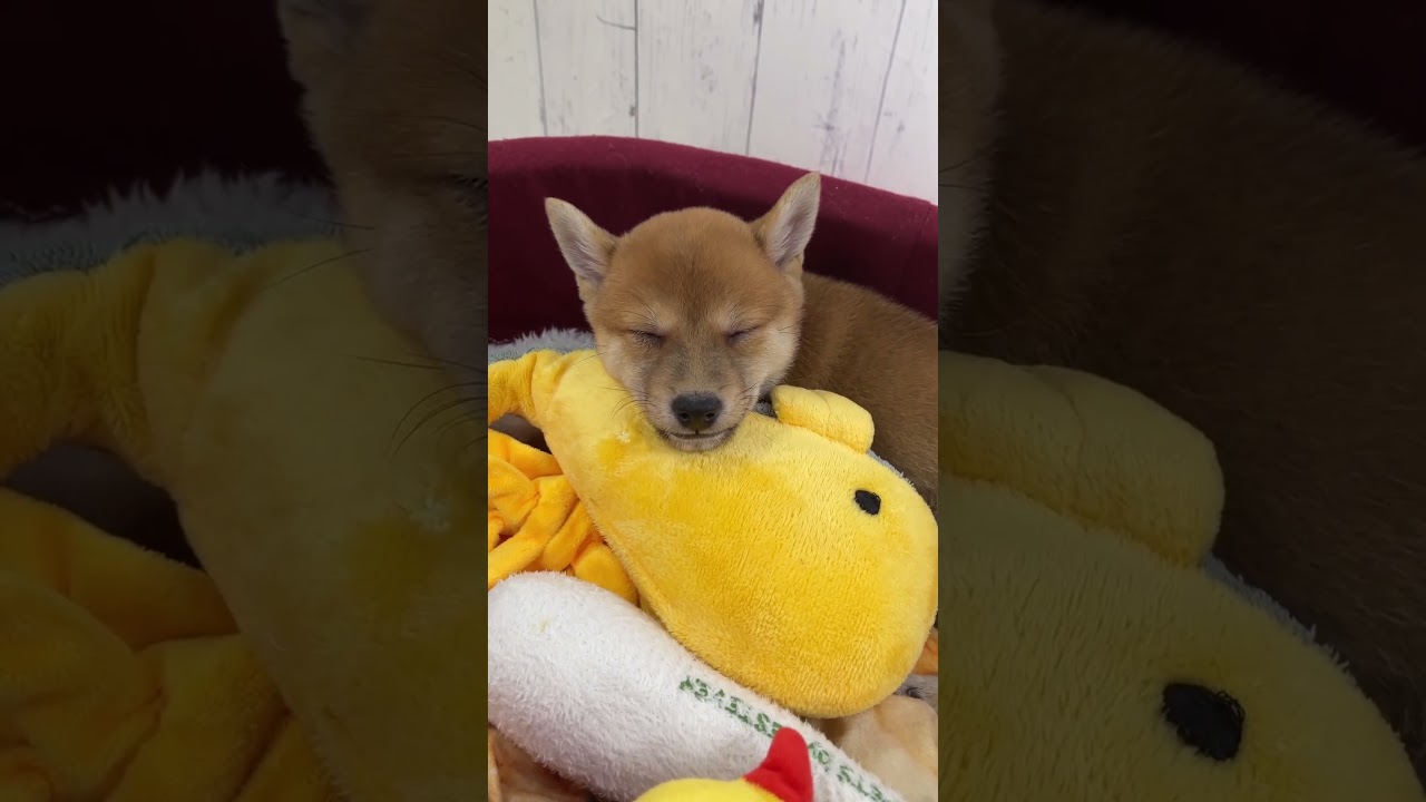 【豆柴犬】イルカ🐬のオモチャに顎乗せてめっちゃかわいい❤️💕