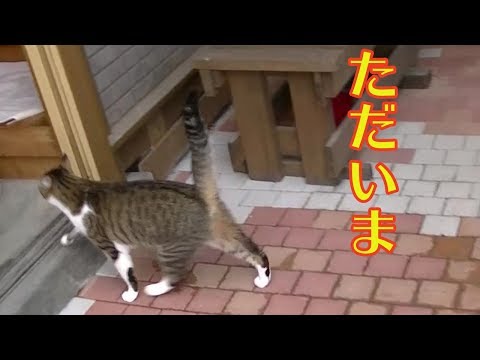 木に登ったトゥリヤ　Triya  climbed a tree