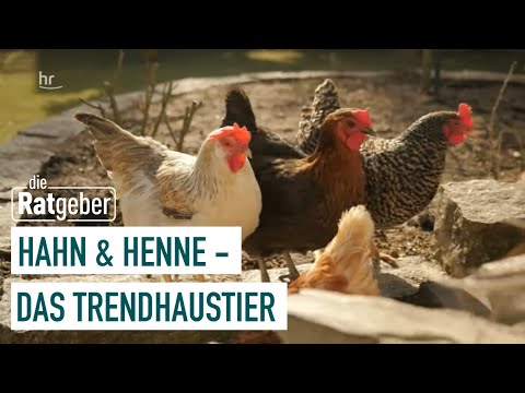 , title : 'Hühnerhaltung auf Zeit | Das Tier an meiner Seite (1/5) | Die Ratgeber'