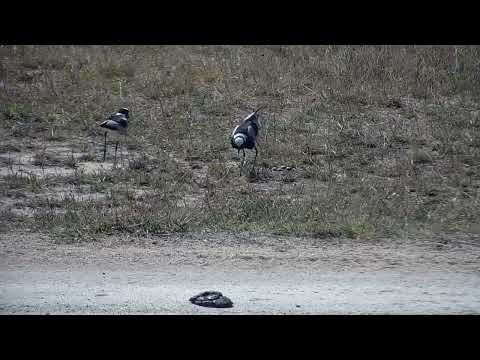 Blacksmith Lapwing Nests | Ranger Insights