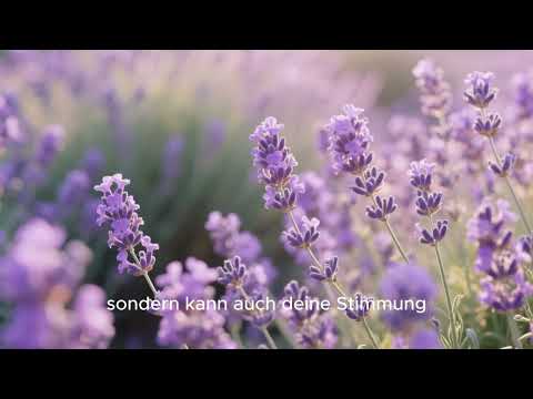 Lavendel im Hausgebrauch