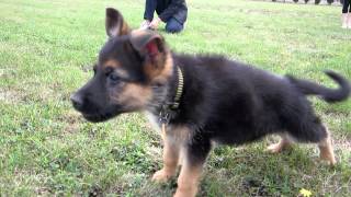 German Shepherd Puppy Barking