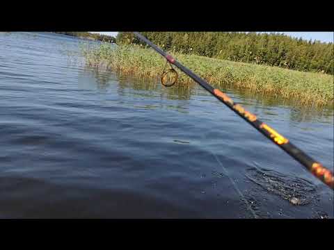 For et vildt take på min spinner og fanger ny