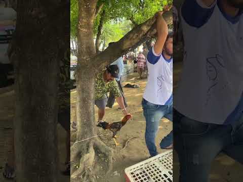 Feira das galinhas de Palmeira dos índios-AL 03/10/2026#nordeste #alagoas #viral #shorts #viralvideo
