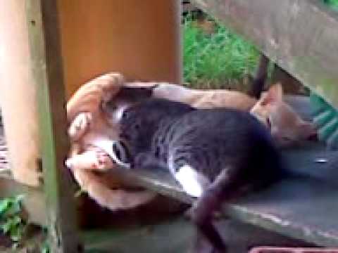 download lagu mp3 mp4 Gay 3gp, download mp3 Gay 3gp free download, download mp3 Gay 3gp