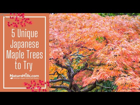 5 Unique Japanese Maples to Try | NatureHills.com