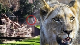 ثلاث أسود تنقض على رجل في برشلونة