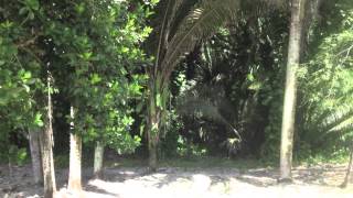 Spring Trip to the song So Nice (Summer Samba) by Astrud Gilberto