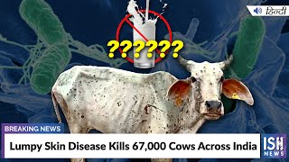 Lumpy Skin Disease Kills 67,000 Cows Across India