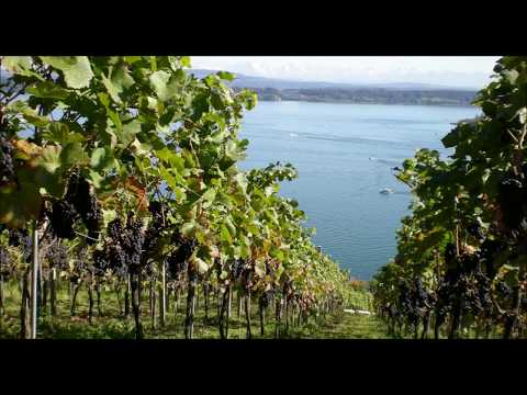 Alfred Schweizer, Orchesterstück Nr. 6  „Gesang der Reben im Herbst"