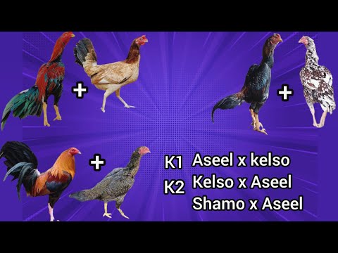 Aseel x kelso | aseel x shamo | cross breeding results 