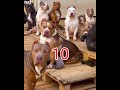 क्या Pitbull शेर को मार सकता है Pitbull Vs Lion Shorts Dog Pitbu