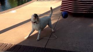 Dog playing with a ball on a rope
