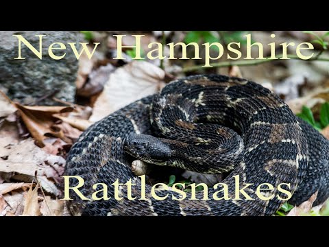 3rd YouTube video about are there rattlesnakes in maine