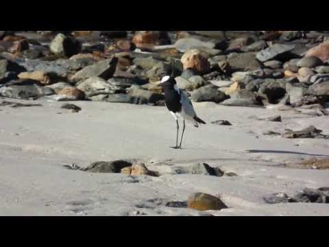 Blacksmith Lapwing
